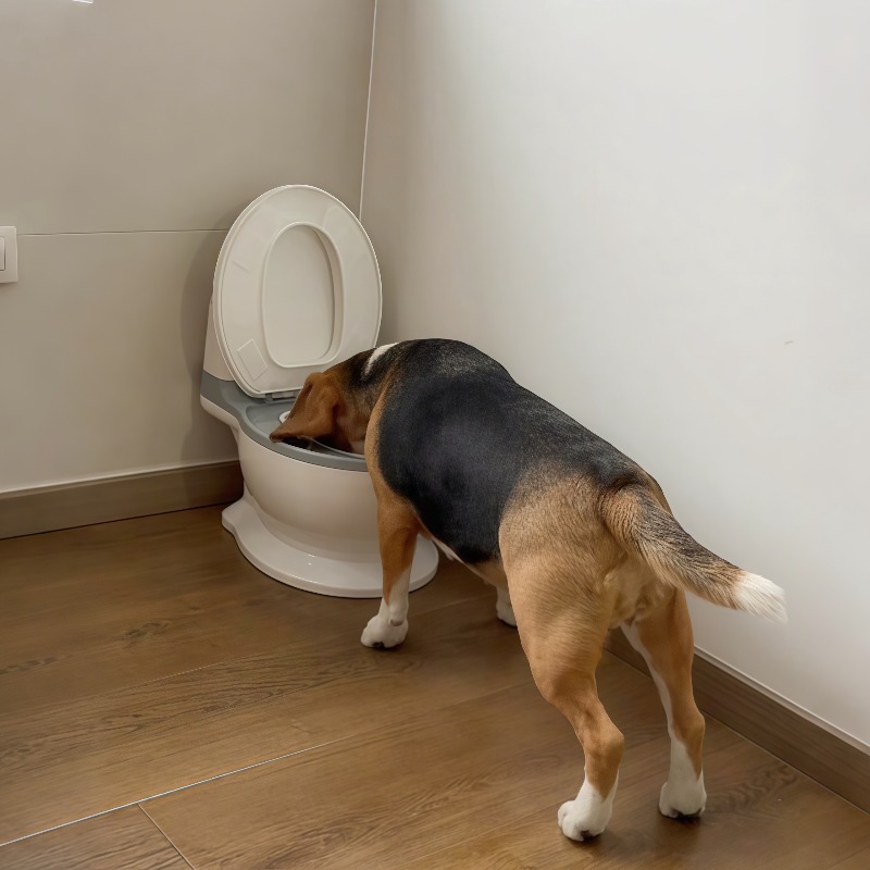 Pet Feeders - 2026 Nieuwe grappige creatieve gevormde hondenvoerbak