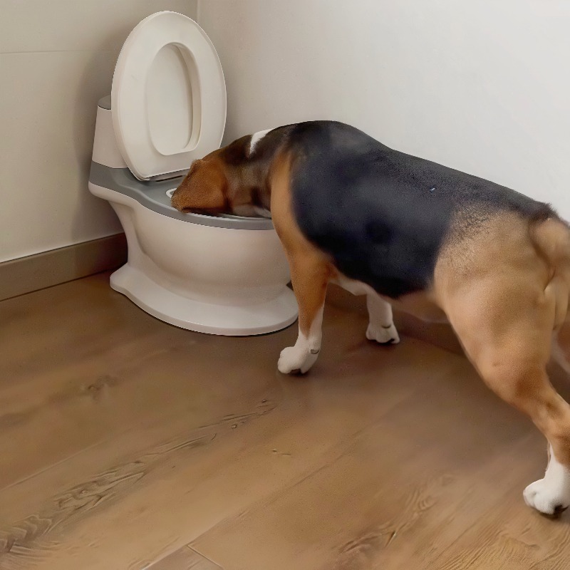 2026 Nieuwe grappige creatieve - Pet Feeders recensie en prijs