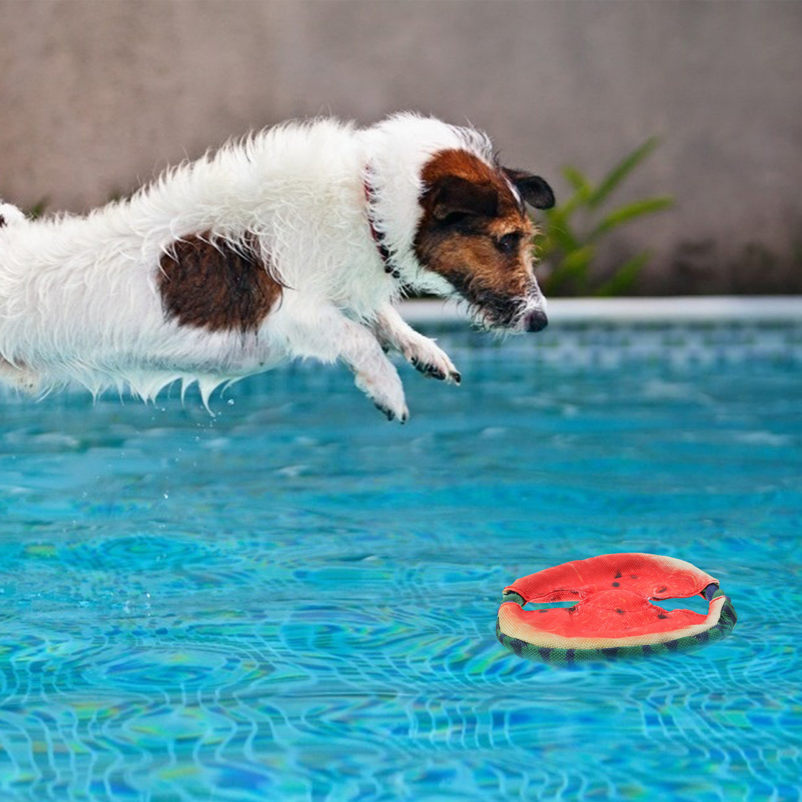 Vliegende disc voor honden, dr - Flying Disc Dog Training Toy recensie en prijs